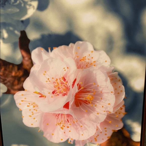 Decor - Picture 4 of 4